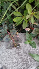Persicaria capitata