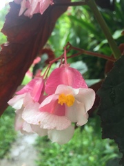 Begoniaceae
