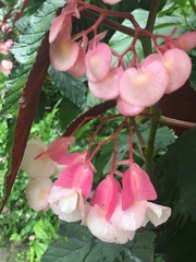 Begoniaceae