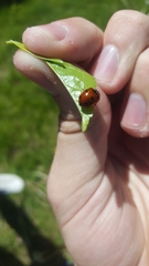 Coccinella transversoguttata
