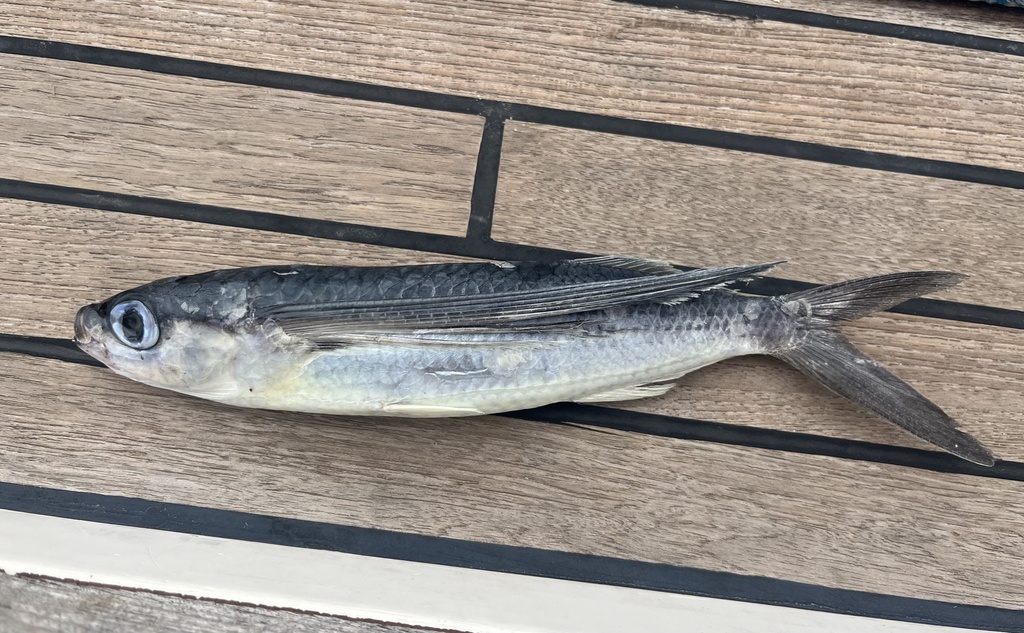 Tropical Two-wing Flyingfish