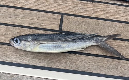Tropical Two-wing Flyingfish