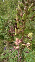 Cleome longifolia