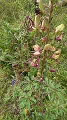 Cleome longifolia
