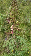 Cleome longifolia