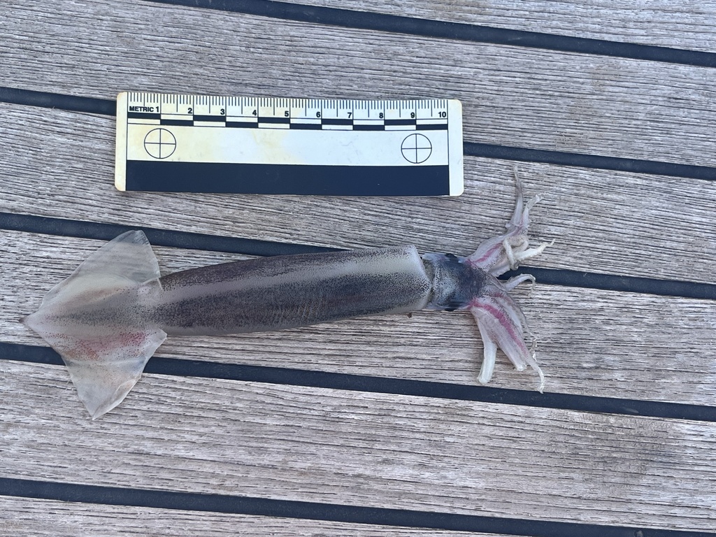 webbed flying squid