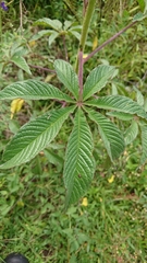 Cleome longifolia