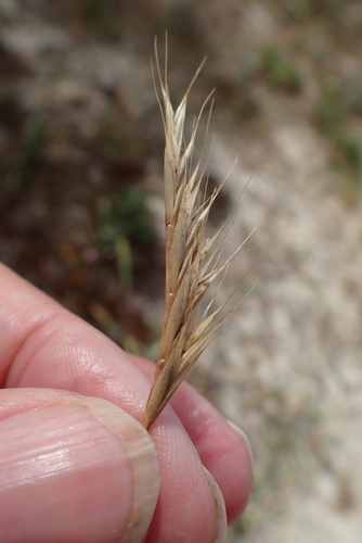 Image of Festuca fasciculata by no rights reserved