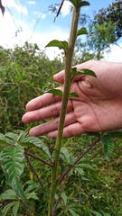 Cleome longifolia