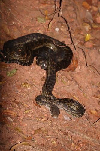 Australian Scrub Python sighting