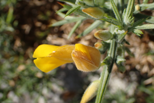 Image of Ulex gallii by no rights reserved