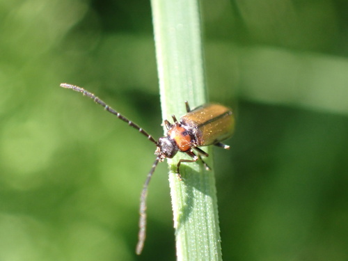 Silis pallida