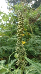 Ambrosia arborescens