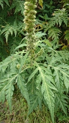 Ambrosia arborescens