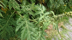 Ambrosia arborescens