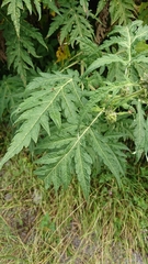 Ambrosia arborescens