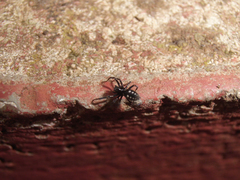 Nurscia albomaculata