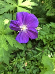Geranium oreganum