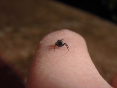 Nurscia albomaculata