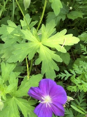 Geranium oreganum