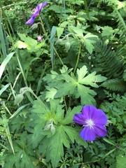 Geranium oreganum