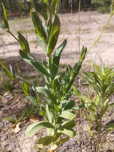 Image of Atocion Lituanicum (Atocion lituanicum) by no rights reserved