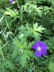Geranium oreganum