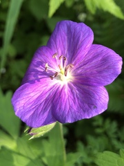 Geranium oreganum