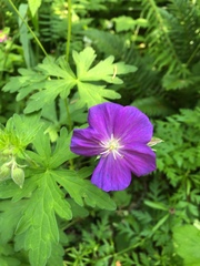 Geranium oreganum