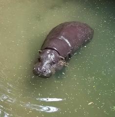 Hippopotamidae
