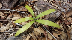 Zamia loddigesii