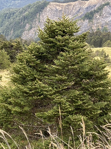 Taiwan fir (Abies kawakamii)