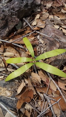 Zamia loddigesii
