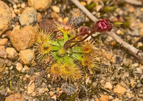 Drosera platystigma (Drosera platystigma)