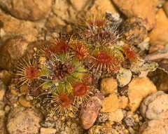 Drosera platystigma