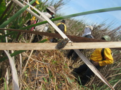 Sephina quintanarooana