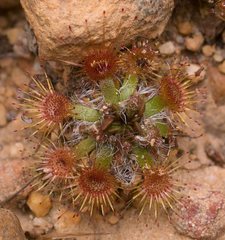 Drosera platystigma