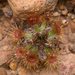 Pygmy Sundews - Photo (c) tjeales, some rights reserved (CC BY-SA), uploaded by tjeales