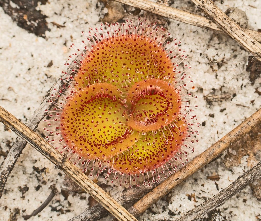 Drosera erythrorhiza Lindl. 7
