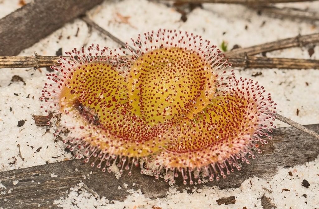 Drosera erythrorhiza Lindl. 8