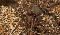 Encoptarthria