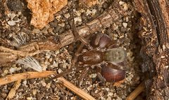 Encoptarthria