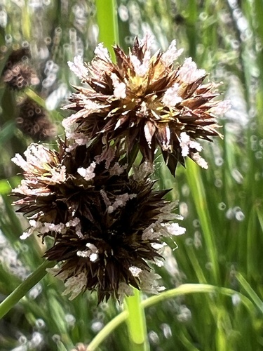 Rocky Mountain rush (Juncus saximontanus)