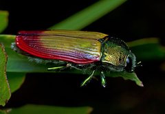 Temognatha
