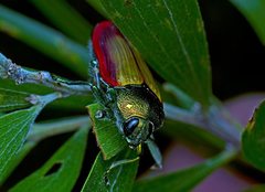 Temognatha
