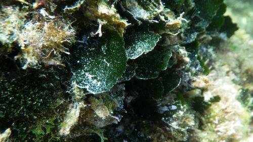 Image of Flabellia petiolata by (c) Yves Bas, some rights reserved (CC BY)