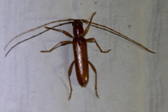 Aneflomorpha
