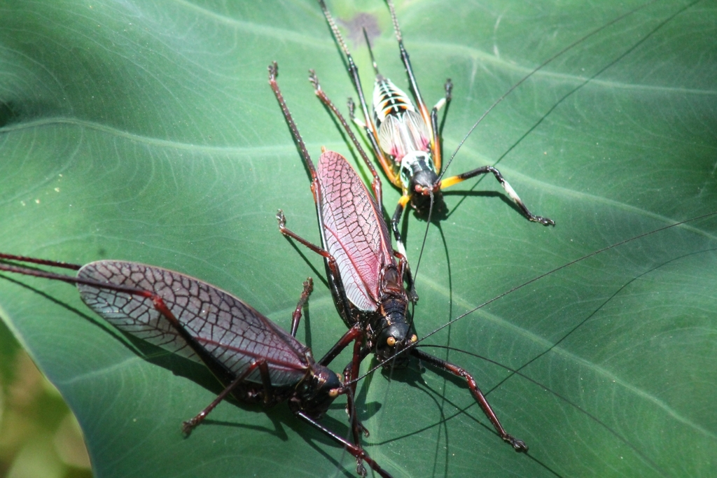 Pterophylla