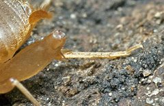 Myrmecophilus parachilnus