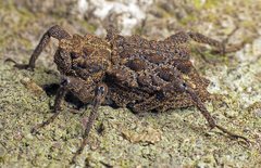 Poropterus parryi